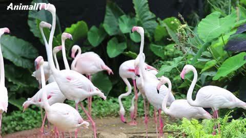 flamingo crowing on the farm