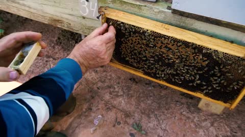 Пасека Apiary #24 How to plant a queen in a cage - QUEEN IN A CAGE beekeeping for beginners