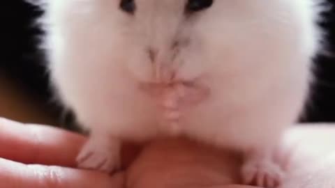 Cute Hamster Funny Video