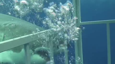 Great White Shark chomping on cage