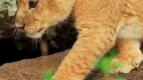 Beautiful Look Lion Cubs Frolic Cute Lion Cub Love in her eyes #lion #lioncub #viral