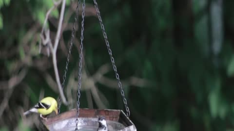 Rare videos small birds are bathing in hanging pot.