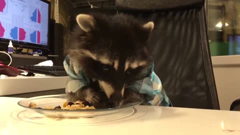 Raccoons eat