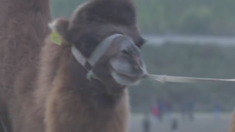 Hunder Sand Dunes Nubra Valley Bactrian Camels Ride Ladakh India