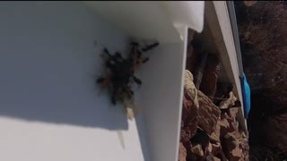 Amazing Time-lapse of Ants taking Dragonfly apart