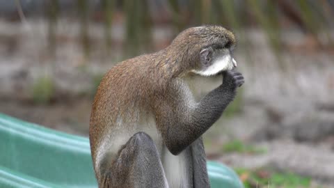 Schmidt's Red-Tailed Guenon