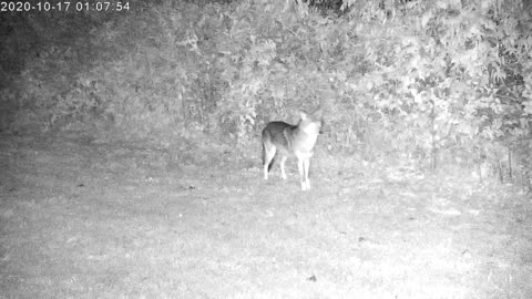 Two Coyotes Lurking Around The Yard