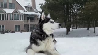 Siberian Husky se mimetiza con paisaje invernal