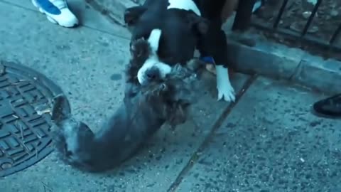 Pitbull_attack_dog on street