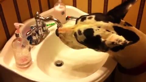 Funny giant great dane drinks from bathroom faucet