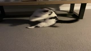 Determined Cat Chases Her Tail