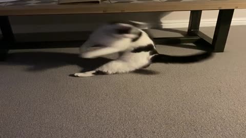 Determined Cat Chases Her Tail