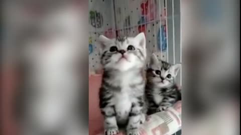 Baby Cats - Very Cute and adorable Baby Cat Videos