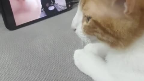 Funny cat watching video 😆😆😆