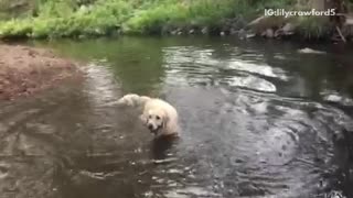Blonde dog fetches rocks in lake