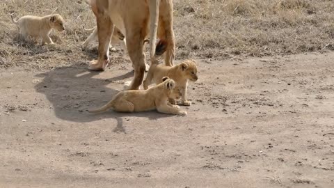 Video Funny 2021 of cute lion and lionesses.