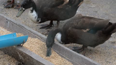 Ducks inside a farm feeding on grains a steel basin