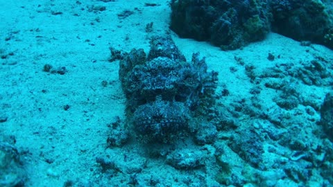 Astonishing details of scorpionfish in closeup view - no sound