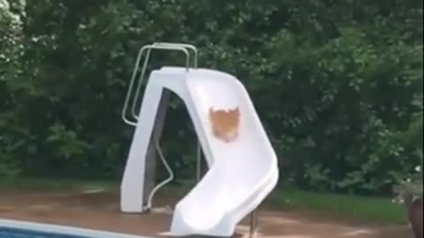 cat slides in the pool