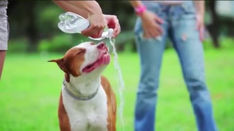 FUNNY DOG Videos That Will Cure Your Bad Day - 🤣 LAUGH at FUNNY DOGS compilation #vodeo