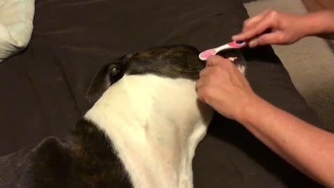 How to brush your dogs teeth.