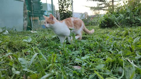 ginger cat in the garden walks on the grass