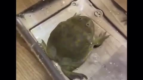 Screaming frog in water