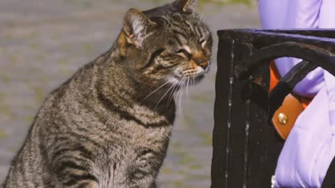 Cat playing with women