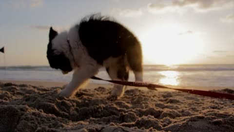 dog playing in sand
