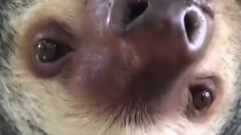 Just listen to this mesmerizing ASMR provided by Two-fingered sloth