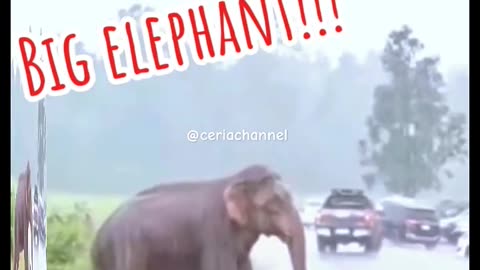 elephant crossing.. #shortsfeed #shorts #shortvideo #animals #elephant #bigelephant
