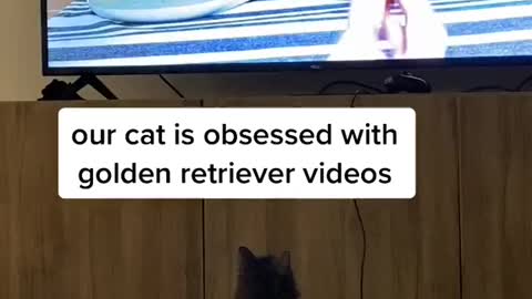 Cats are watching Tv