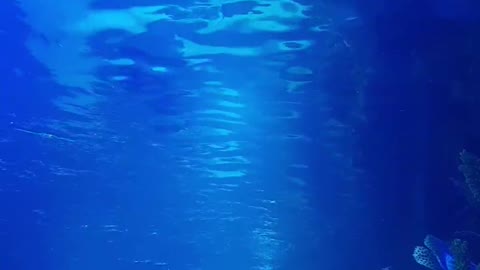 sharks-in-a-saltwater-aquarium