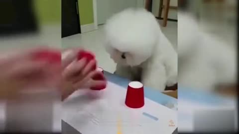 Cute Dog Points To The Right