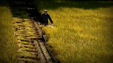 Rice Harvesting machine - horticulture innovation