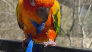 Reading my parrot's body language