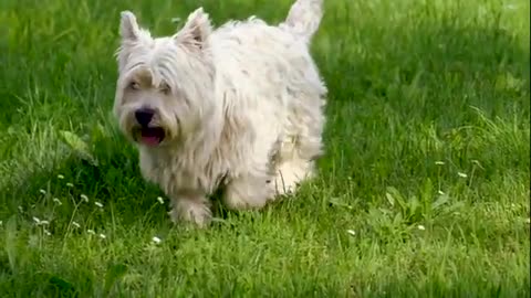 I am a lovely dog wandering in the grassland