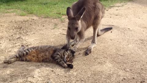 Funny cat playing with Kangaroo