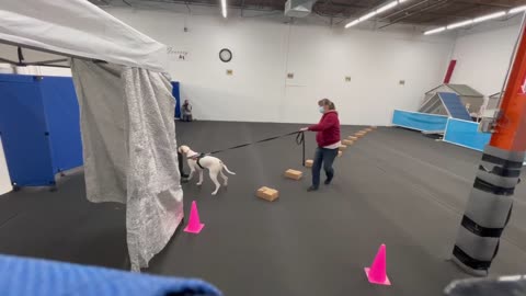 UKC Novice Containers Nosework