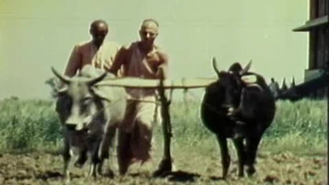 Food For Life Mayapur