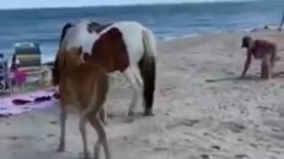 Woman kicked by wild horse after hitting it with a shovel