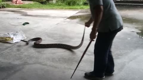 Snake Handler