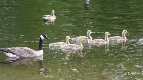 The family of Geese takes to the water for a swim