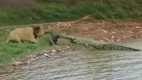 Lion vs crocodile(wow amazing)