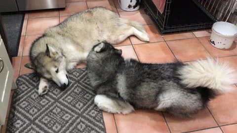 Extremely patient husky puts up with overly-playful friend