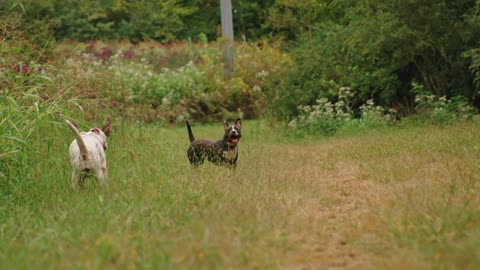 Understand dog barking.