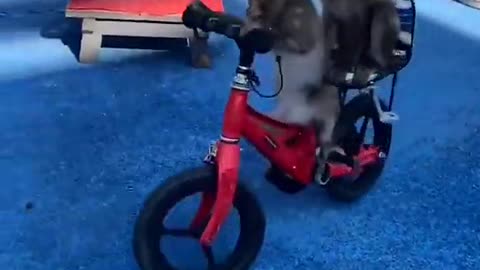 Baby monkey riding cycle with his mother .