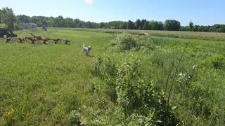 English Setter Steady work