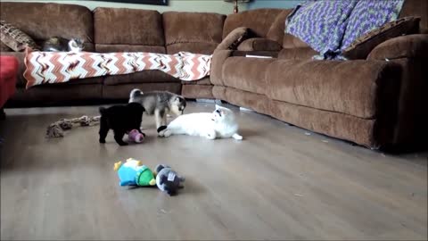 Owner Films The Moment Her 6-Week-Old Foster Puppies Meet Her Very Patient Cat