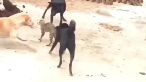 Dog🐕‍🦺vs cat🐈war😂